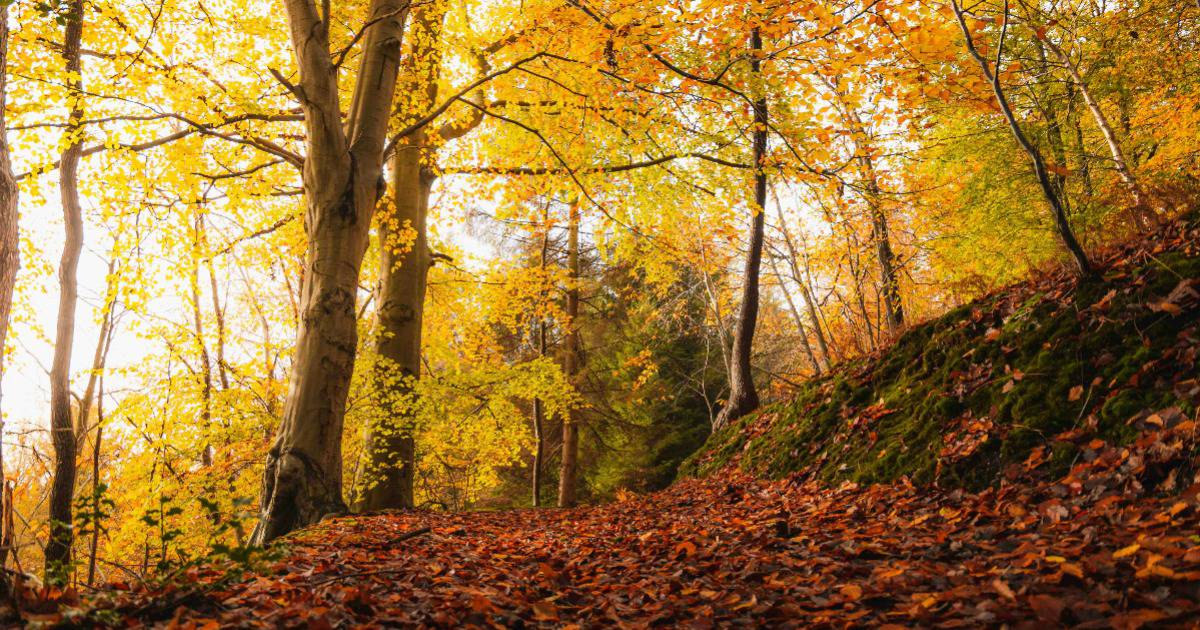Fall Colors